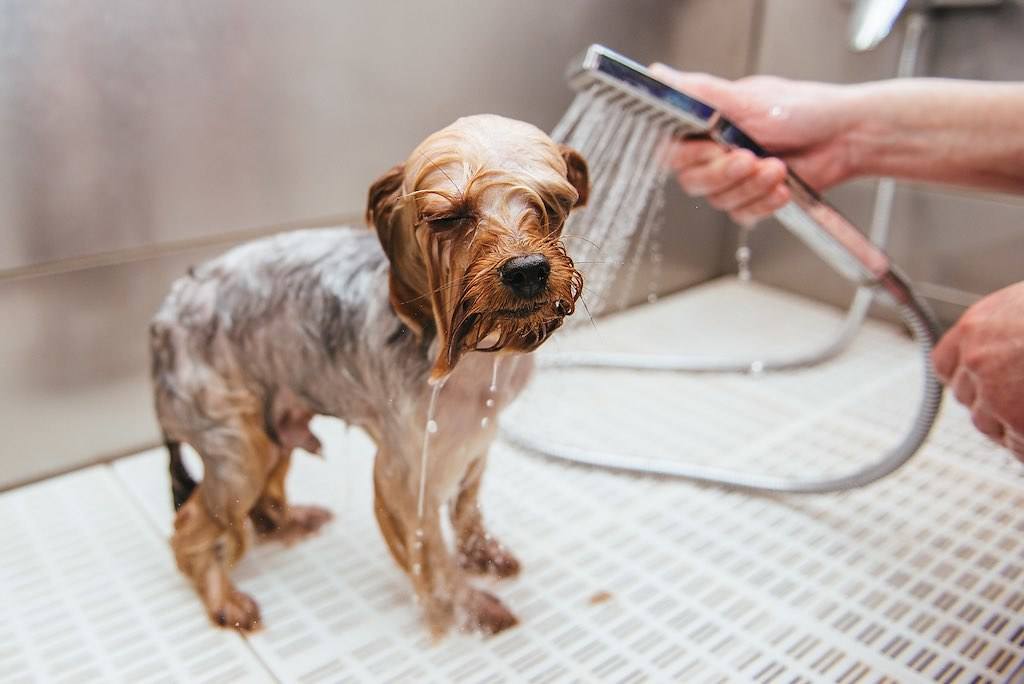 Laver votre chiot Yorkshire terrier: nos conseils