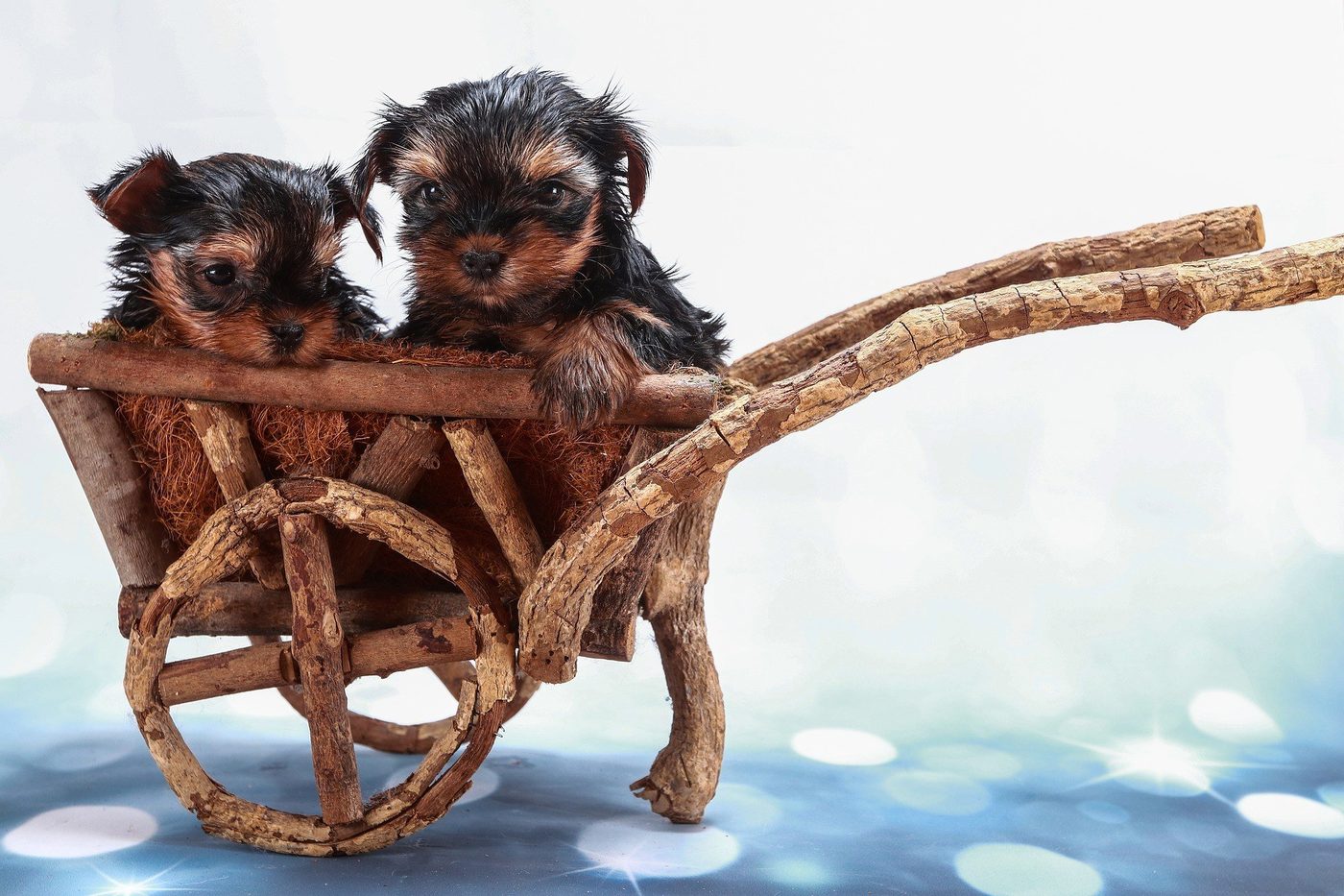 Comment s’occuper des bébés Yorkshires Terriers ?