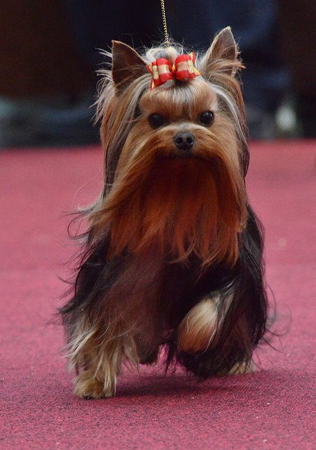 Concours de beauté de Yorkshire terrier: nos conseils