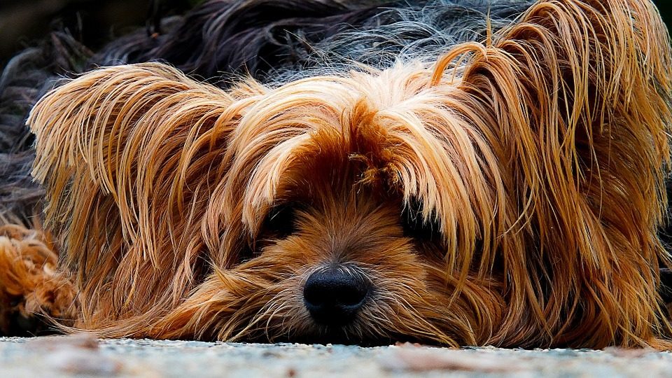 Comment laisser seul un yorkshire à la maison ?