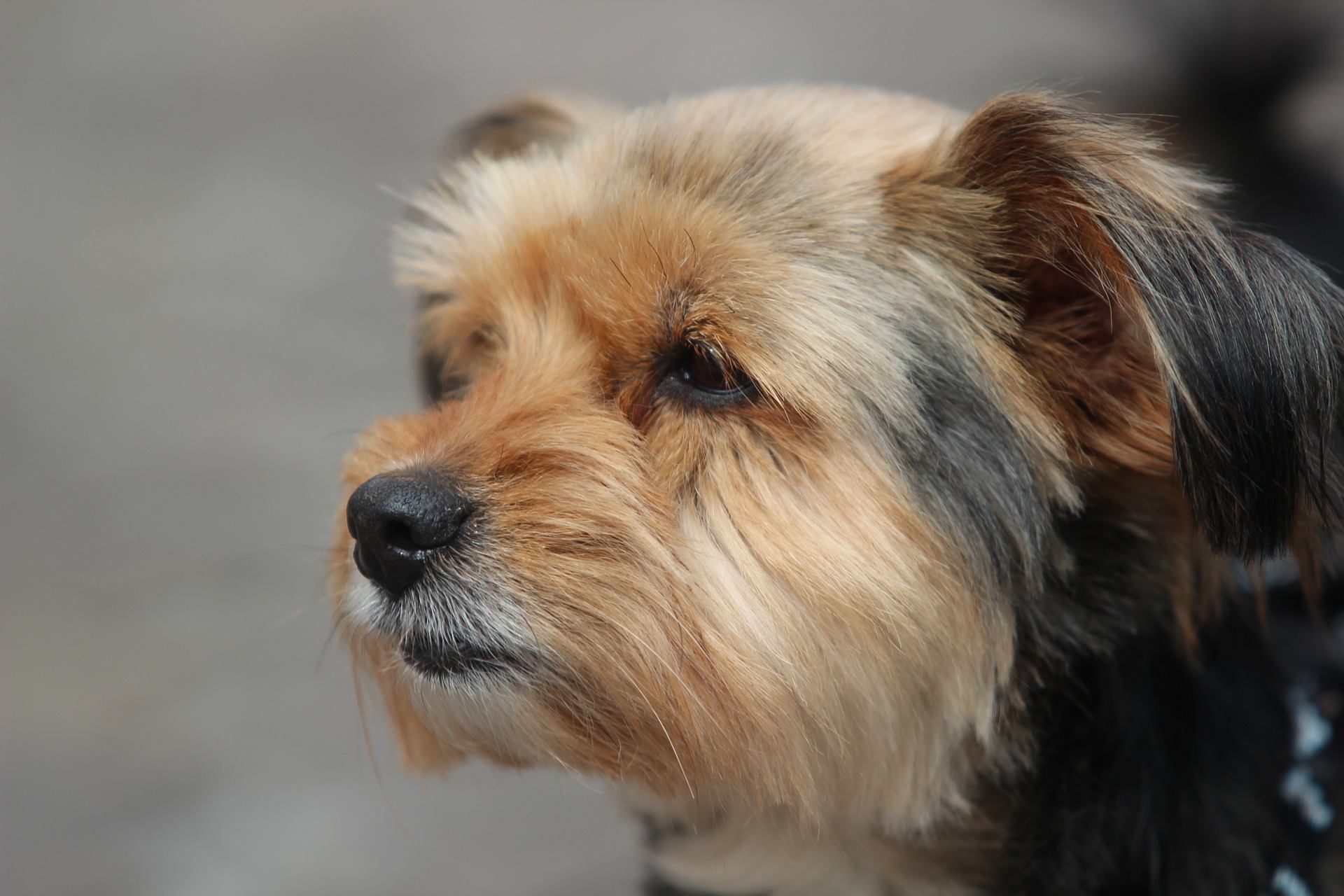 Tout savoir sur l'otomycose des oreilles des Yorkshires terrier