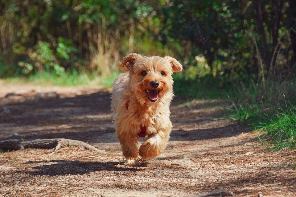 Les différentes races de chiens terrier