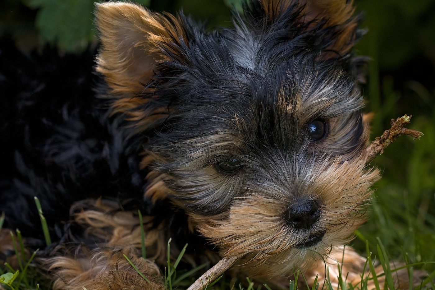 S'amuser avec votre Yorkshire terrier: nos conseils