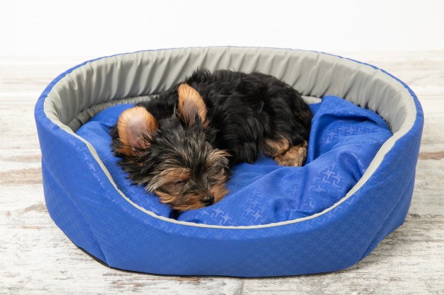 Comment choisir un lit pour votre Yorkshire terrier?