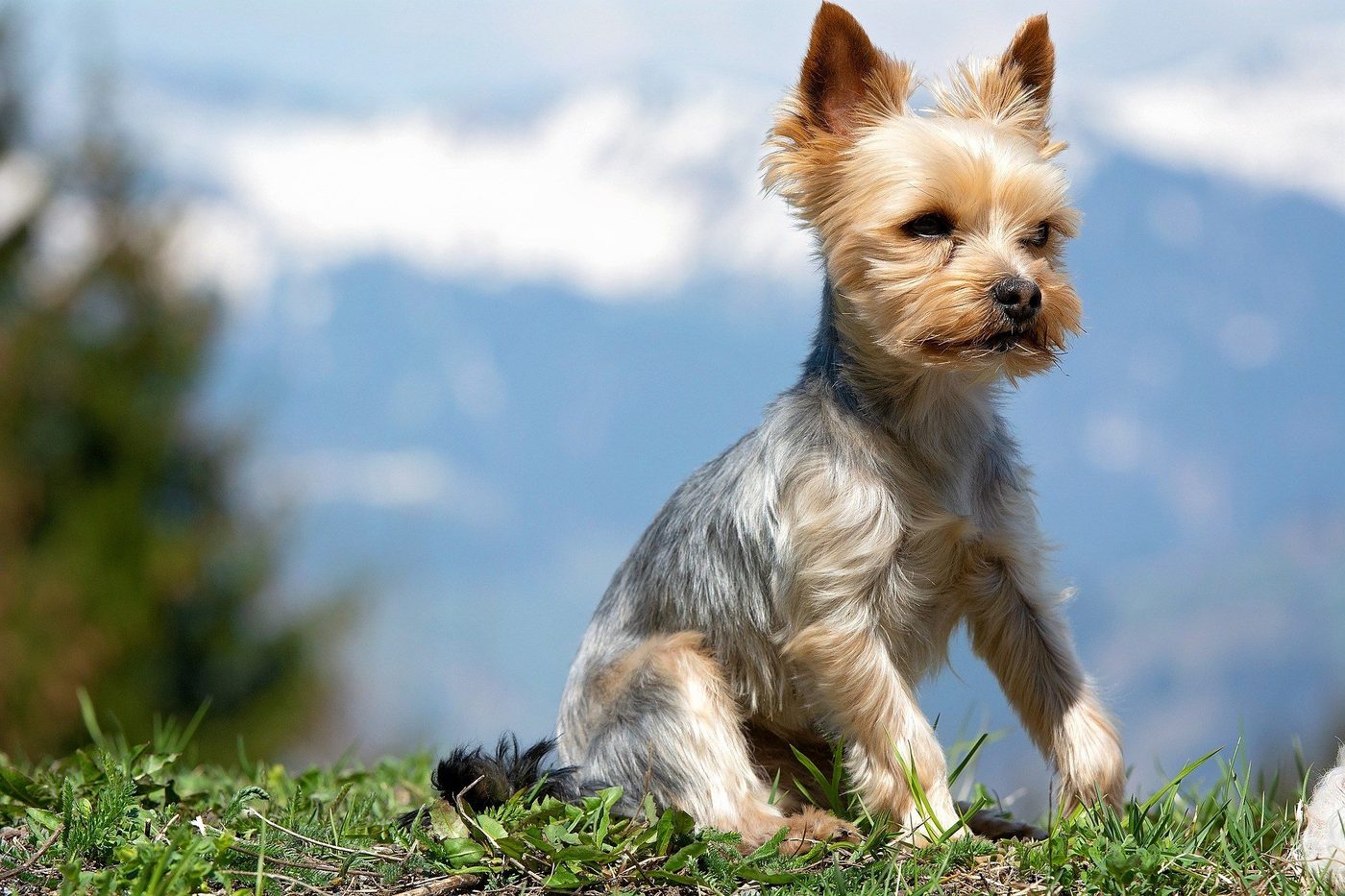 Toilettage d'un Yorkshire Terrier: nos conseils