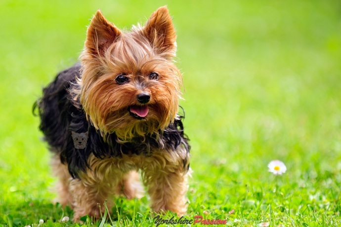 Le caractère du Yorkshire Terrier