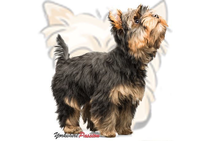 Yorkshire Terrier : le standard