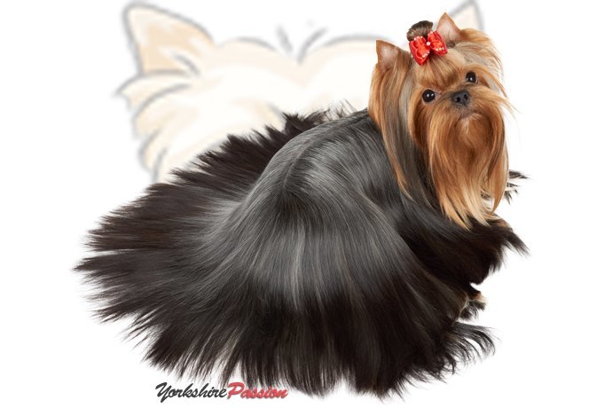 Le toilettage du Yorkshire Terrier