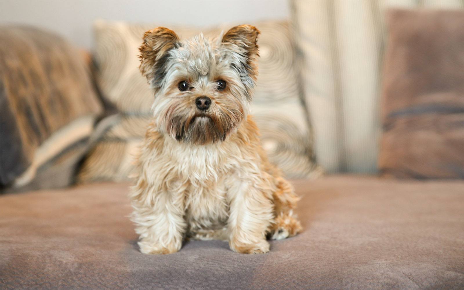 Le régime d'un Yorkshire terrier en surpoids