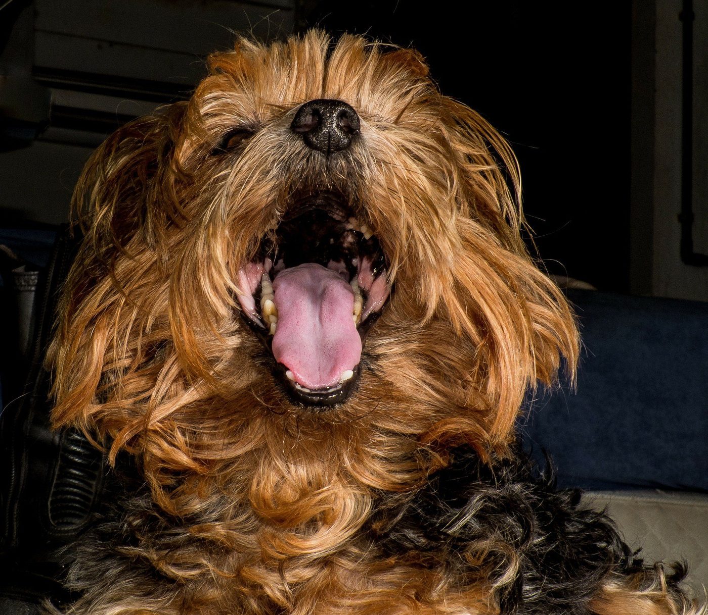 Mauvaise haleine du Yorkshire terrier: causes et préventions