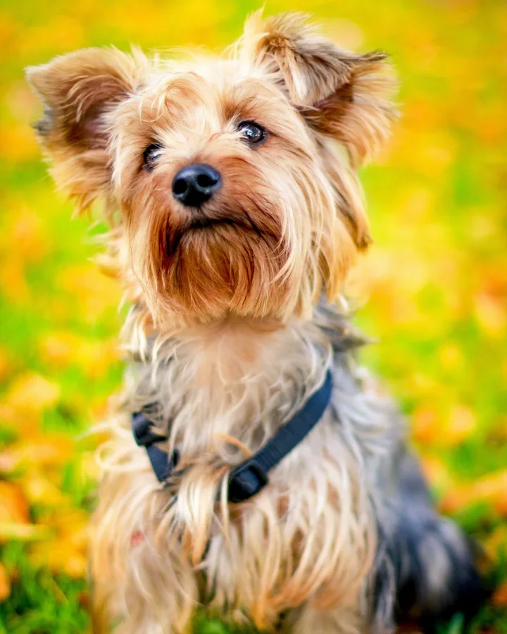 Yorkshire terrier assis dans les feuilles d’automne