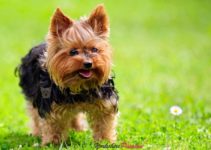 Le caractère du Yorkshire Terrier