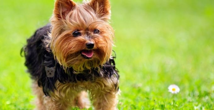 Le caractère du Yorkshire Terrier