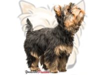 Yorkshire Terrier : le standard