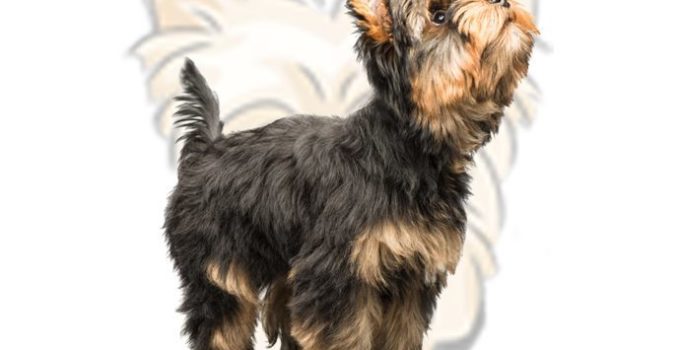 Yorkshire Terrier : le standard