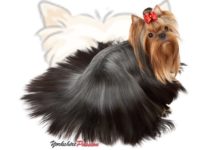 Le toilettage du Yorkshire Terrier