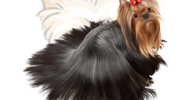 Le toilettage du Yorkshire Terrier