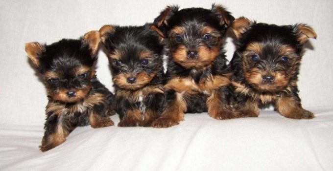 Eleveur de Yorkshire Terrier