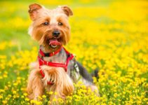 Comment entretenir la santé de votre Yorkshire ?