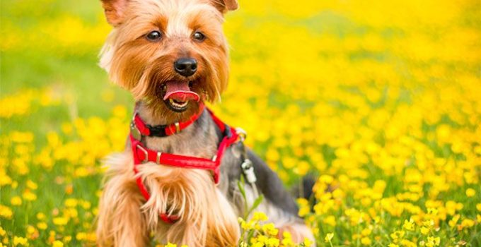 Qu’est-ce qu’un Yorkshire : comment le reconnaître ?