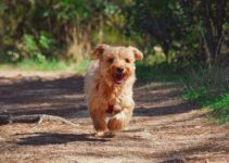 Les différentes races de chiens terrier