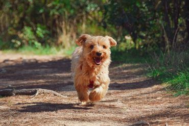 Races de chiens terrier
