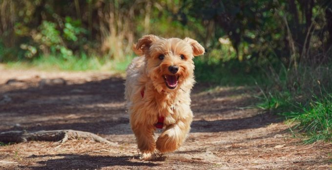 Les différentes races de chiens terrier