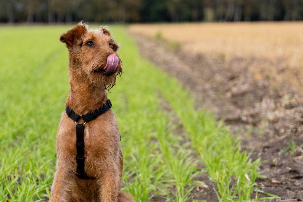 Les chiens terriers