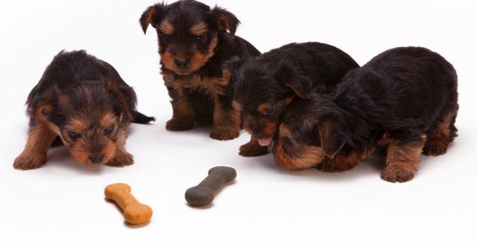 Comment bien nourrir un Yorkshire terrier?