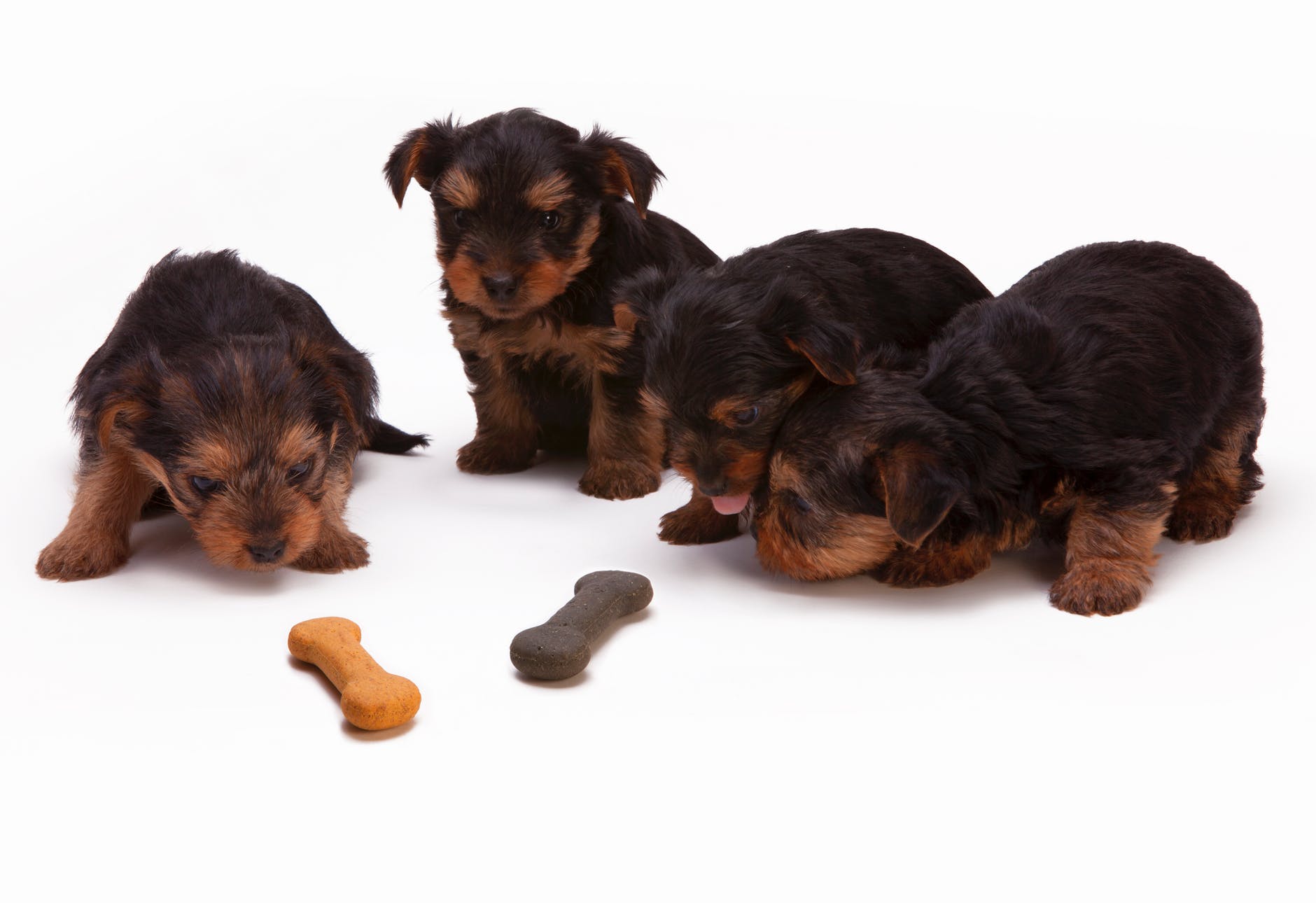 Comment bien nourrir un Yorkshire terrier? Yorkshire Passion
