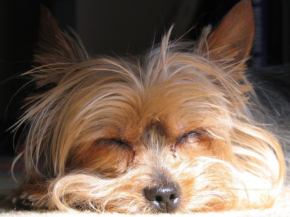 sommeil du yorkshire terrier