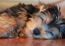 Les habitudes de sommeil des yorkshires terriers