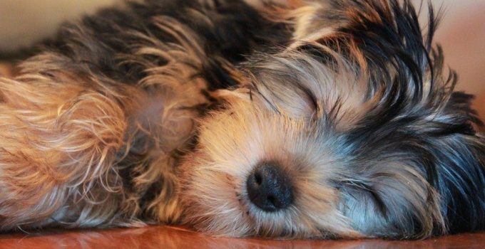 Les habitudes de sommeil des yorkshires terriers