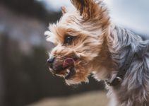 Comment prendre soin de votre Yorkshire terrier pendant la saison chaude ?