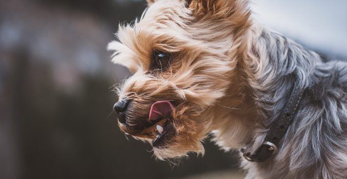 Comment prendre soin de votre Yorkshire terrier pendant la saison chaude ?