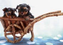 Comment s’occuper des bébés Yorkshires Terriers ?