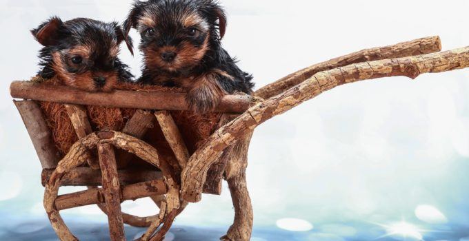 Comment s’occuper des bébés Yorkshires Terriers ?