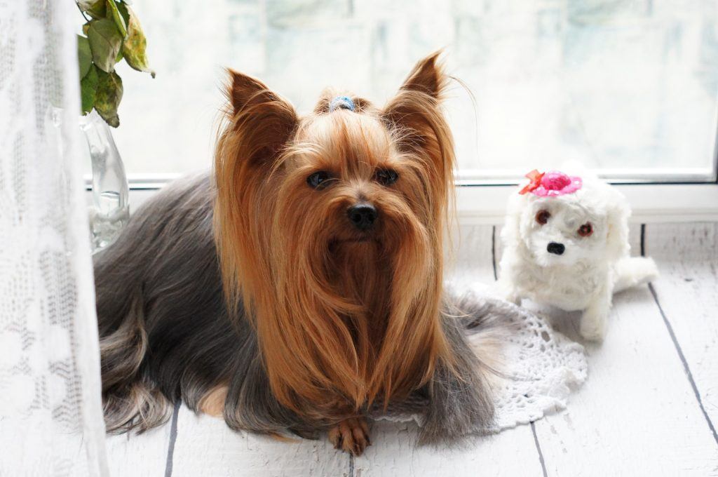 Toilettage Yorkshire Terrier