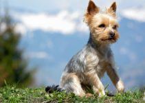 Toilettage d’un Yorkshire Terrier: nos conseils