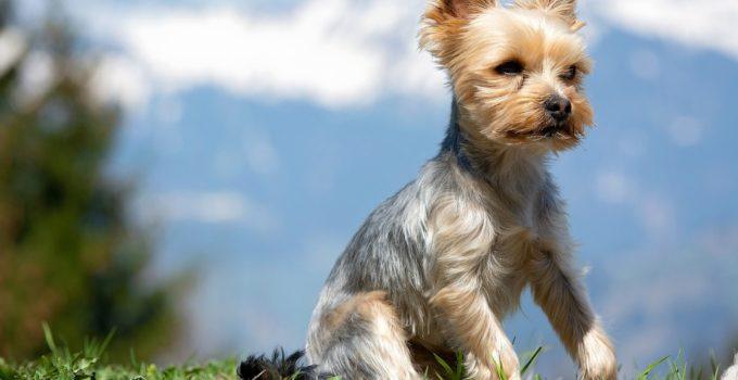 Toilettage d’un Yorkshire Terrier: nos conseils