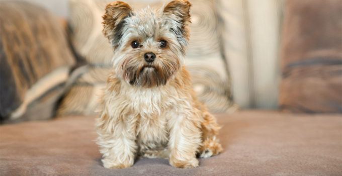 Le régime d’un Yorkshire terrier en surpoids