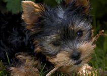 S’amuser avec votre Yorkshire terrier: nos conseils