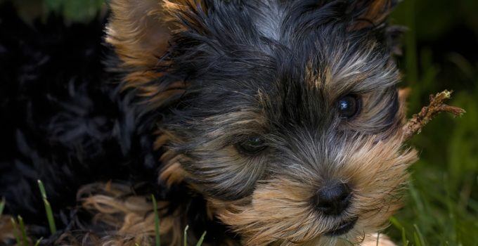 S’amuser avec votre Yorkshire terrier: nos conseils