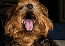 Mauvaise haleine du Yorkshire terrier: causes et préventions