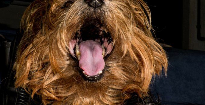 Mauvaise haleine du Yorkshire terrier: causes et préventions