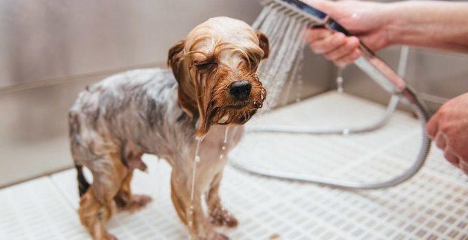 Laver votre chiot Yorkshire terrier: nos conseils